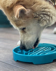 Baja Design eTray - Shallow Slow Feeder Dog Bowl for Enrichment | USA Made