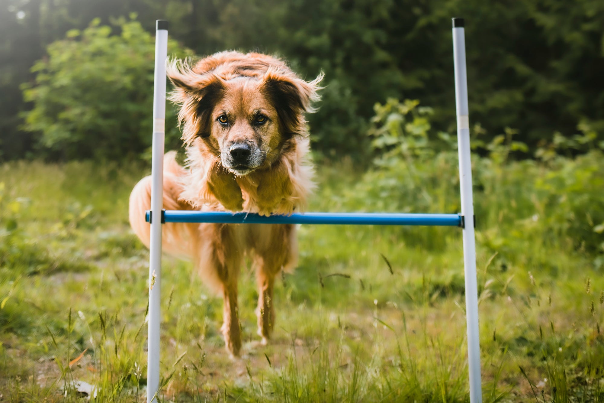 Basic Agility Equipment Set (3 Piece)