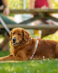 Escape Free Dog Harness 1''