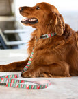 Classic Dog Collar 1''