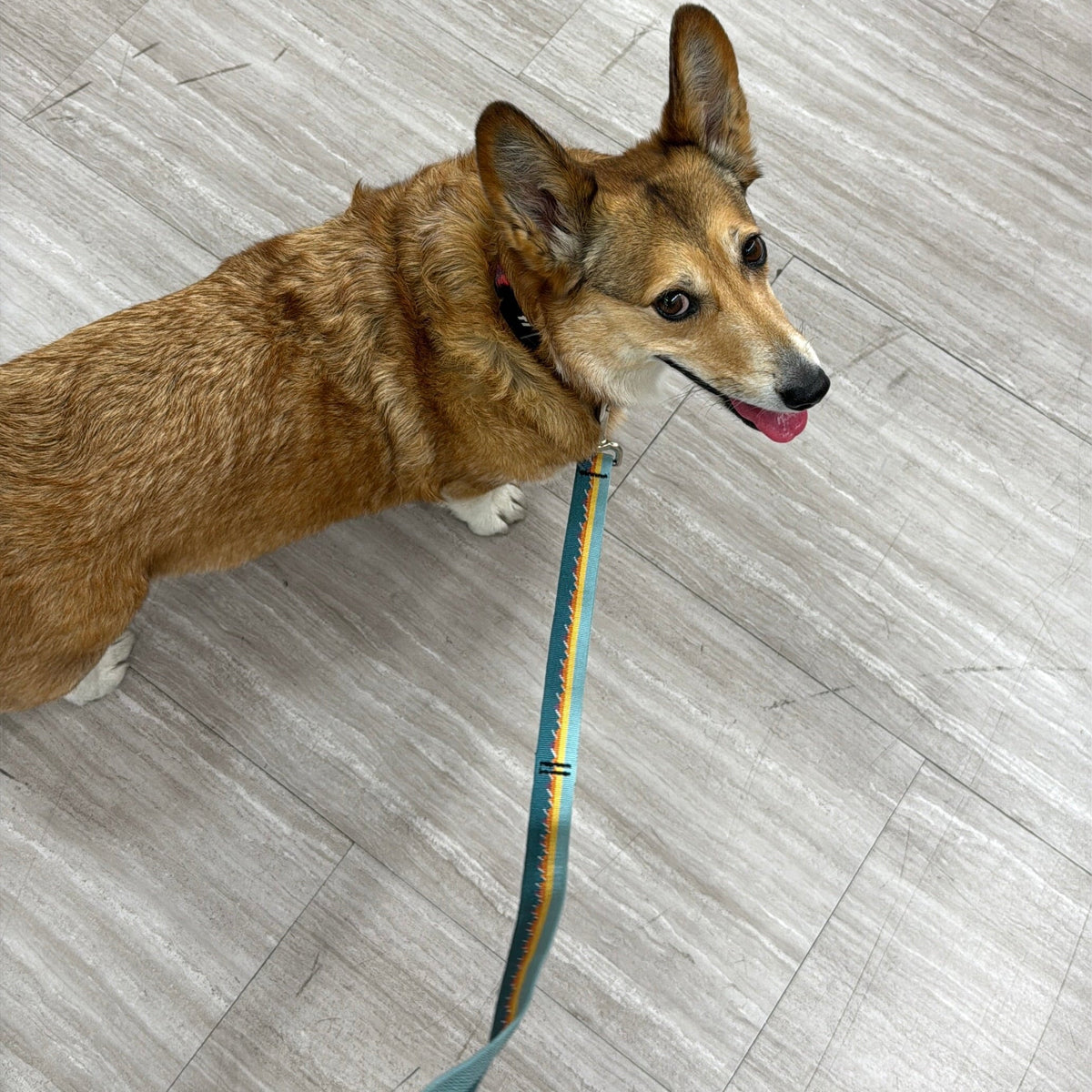Adjustable Hands-Free Leash 3/4''
