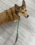 Adjustable Hands-Free Leash 1''
