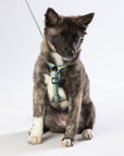 Escape Free Dog Harness 1''