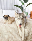 PupProtector™ Waterproof Throw Blanket - White with Brown Accents