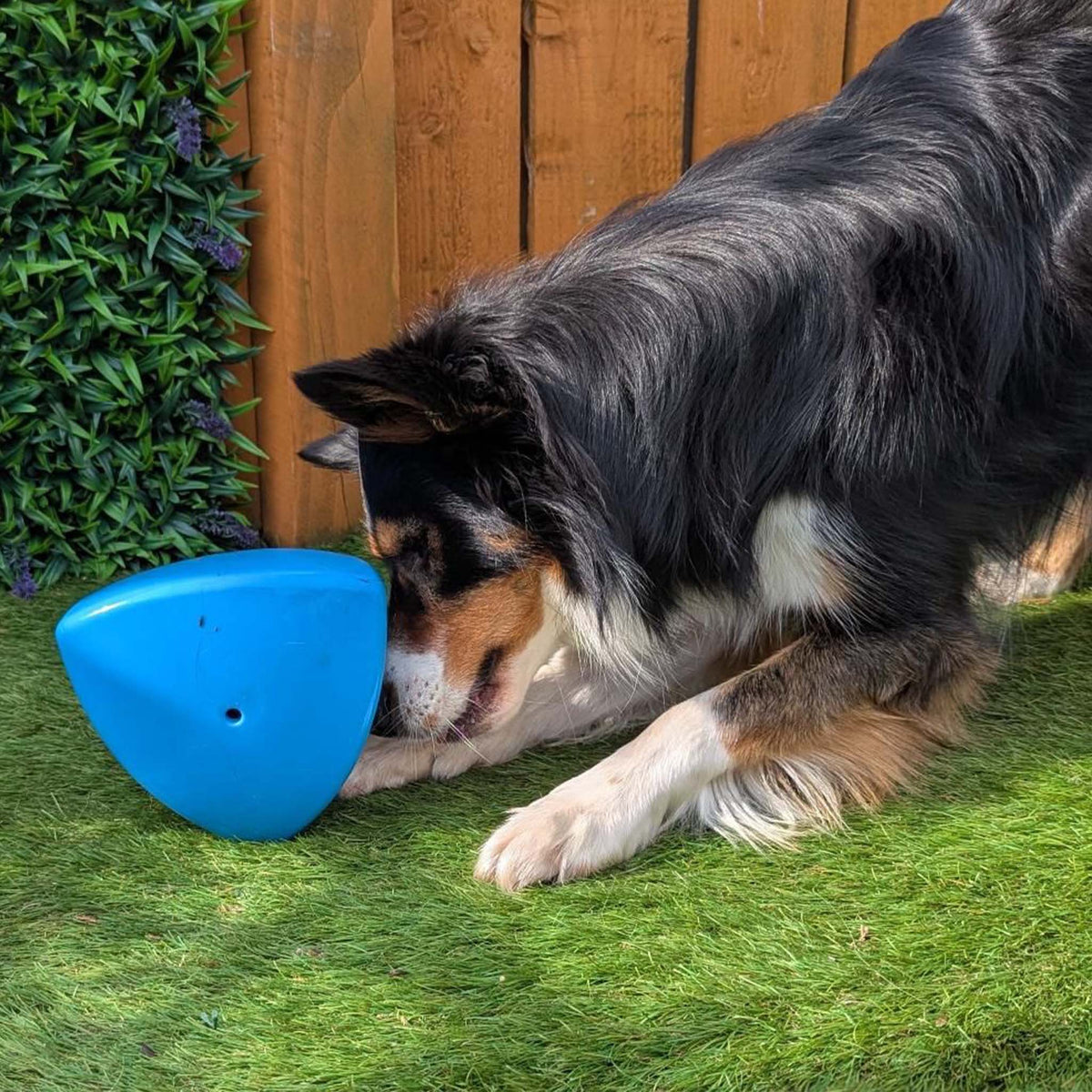 Roolo Enrichment Bopping Ball
