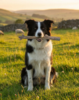 Durable Nylon Chew Stick for Power Chewers | Durable Dog Toy USA