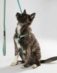 Classic Dog Leash 1''