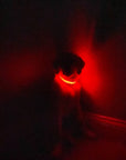 LED Dog Collar: Red