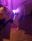LED Dog Harness