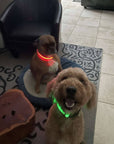 LED Dog Collar: Blue