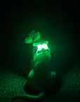 LED Dog Harness