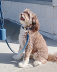 Waterproof Dog Collar | Black