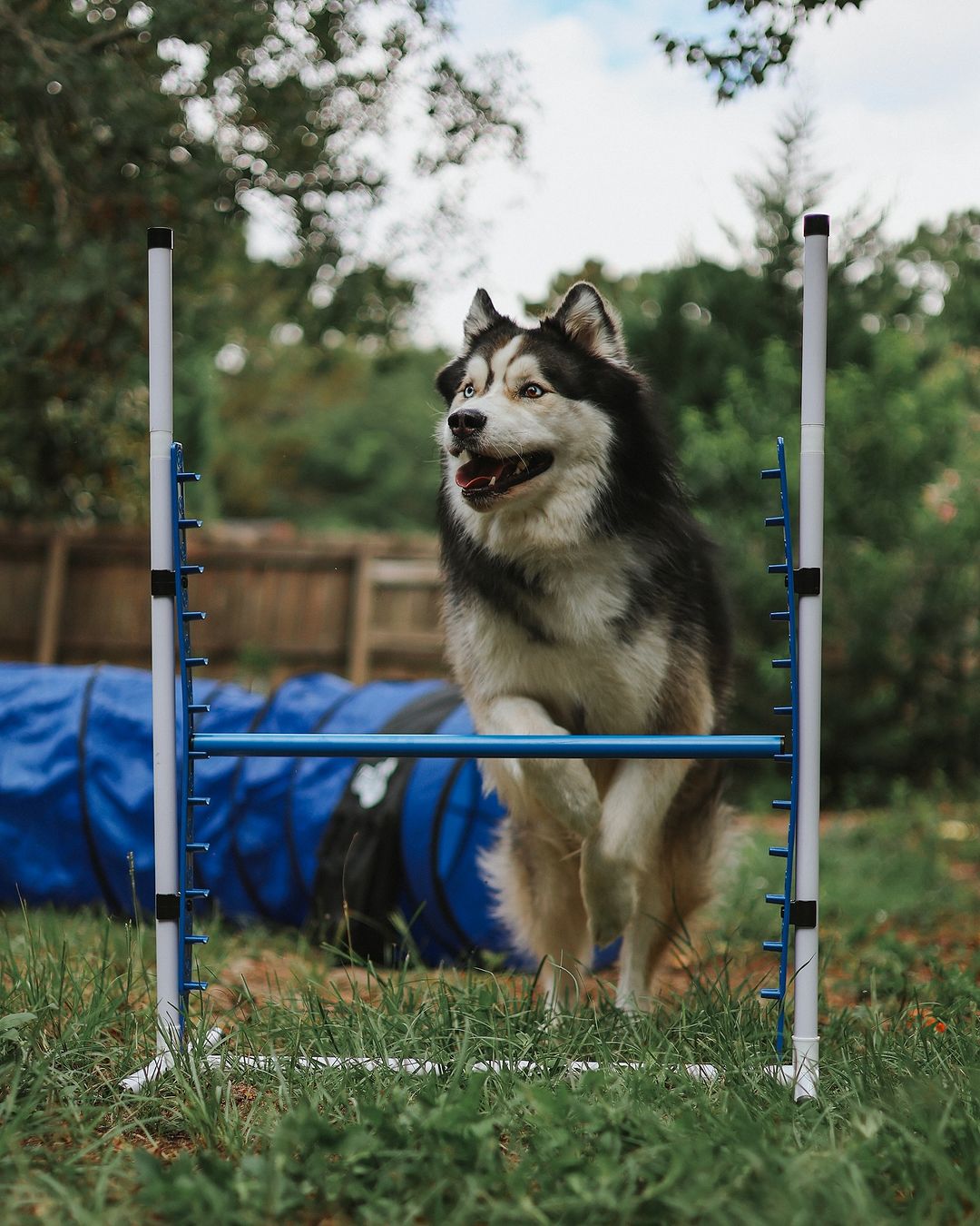 Upgraded Agility Equipment Set (7 Piece) – SwiftPaws