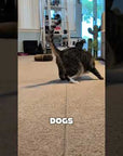 Pounce! Kit
