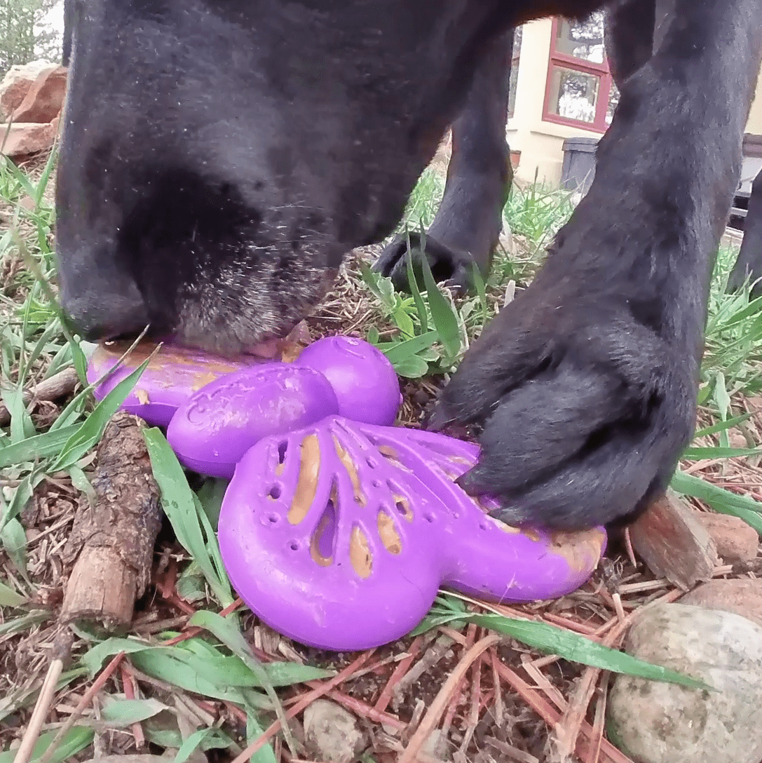 Butterfly Durable Nylon Chew and Enrichment Toy