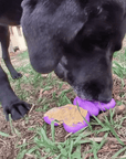 Butterfly Durable Nylon Chew and Enrichment Toy