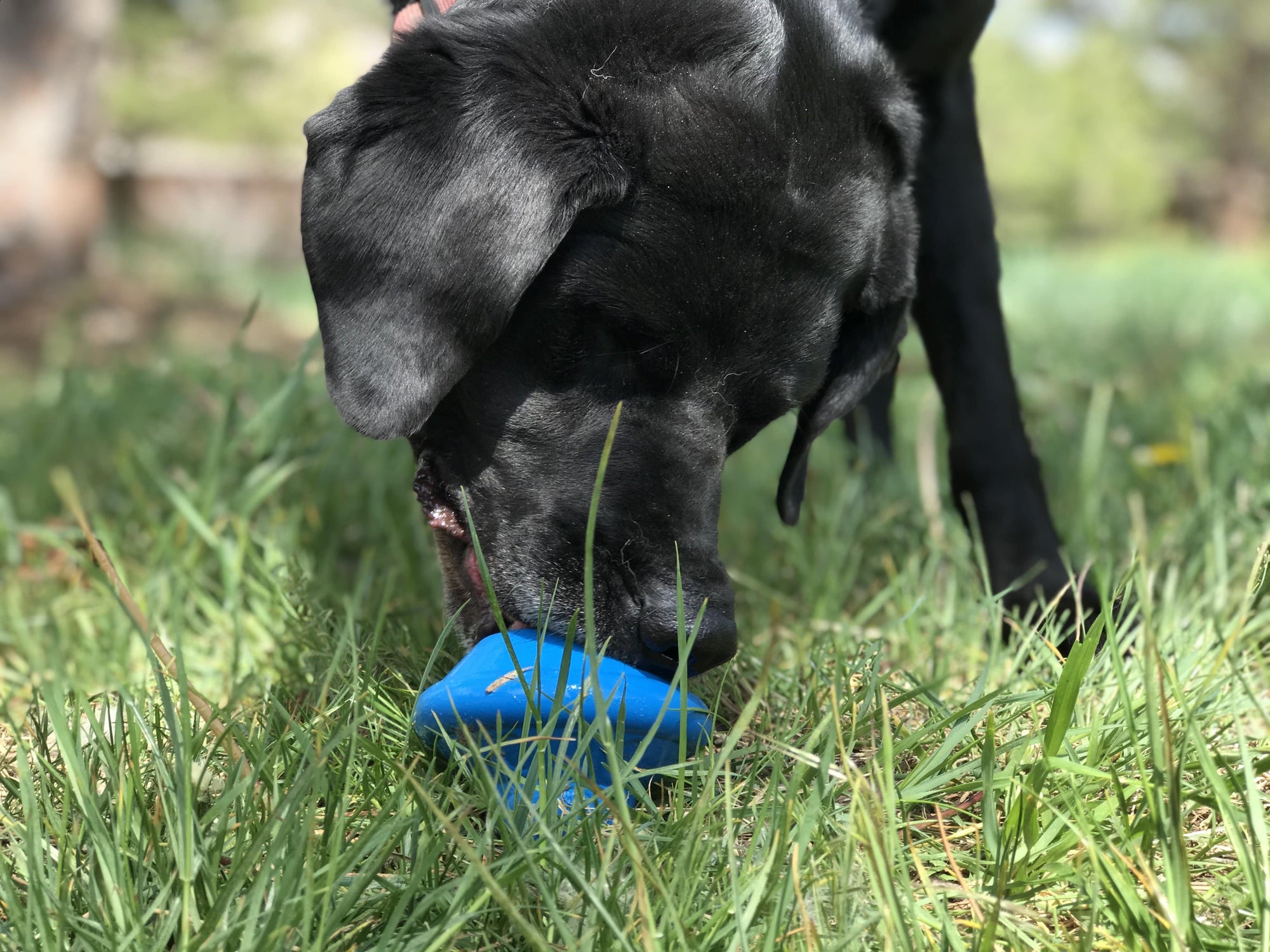 Flying Saucer Durable Rubber Chew Toy &amp; Treat Dispenser